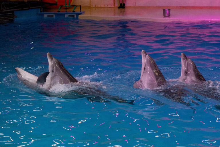 Сеть клиник «УльтраМед» официальный опекун Нижегородского дельфинария 🐬